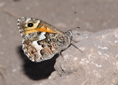 Hipparchia aristaeus