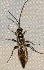 Cratichneumon sublatus