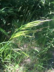 Bromus carinatus
