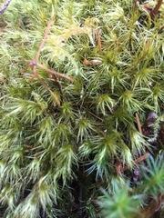 Dicranum howellii
