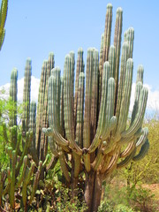 Pachycereus weberi