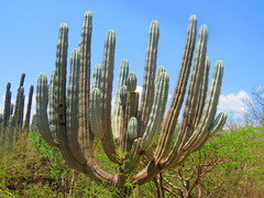 Pachycereus weberi