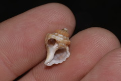 Turritriton labiosus