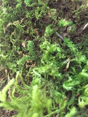 Plagiomnium venustum