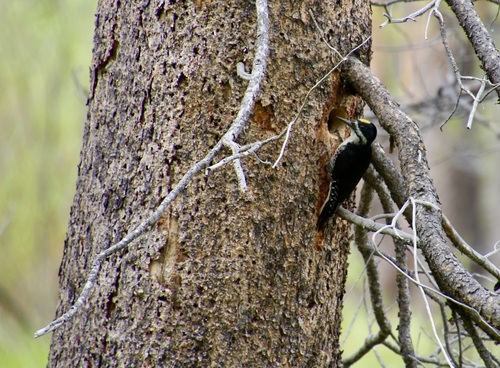 iNaturalist observation photo of Black-backed Woodpecker