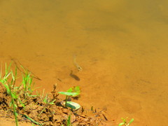 Pseudoxiphophorus bimaculatus