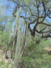 Lemaireocereus hollianus