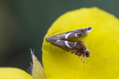 Glyphipteriginae