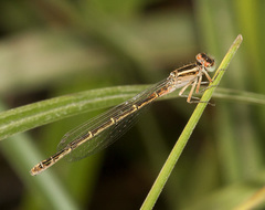 Ischnura erratica