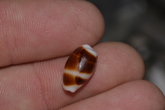 Palmadusta asellus