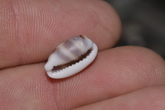 Palmadusta asellus