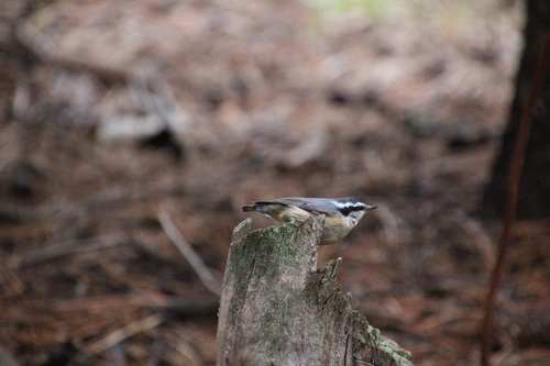 iNaturalist observation photo of Red-breasted Nuthatch