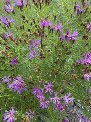 Vernonia lettermannii