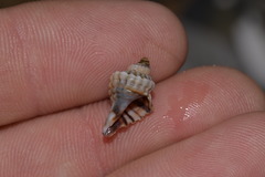 Turritriton labiosus