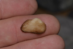 Striarca pisolina