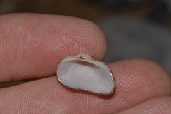 Striarca pisolina