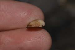 Striarca pisolina