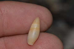 Mitridae