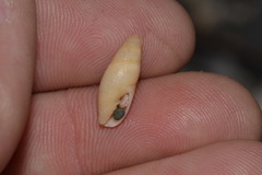 Mitridae