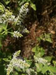 Acmaeoderella