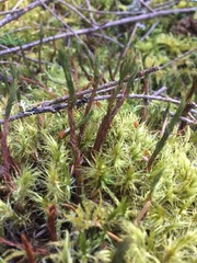 Dicranum howellii