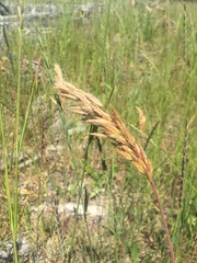 Bromus