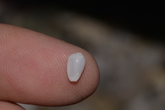 Austroginella translucida