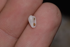 Austroginella translucida