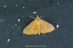 Hyalobathra