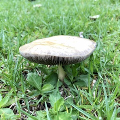 Fungi