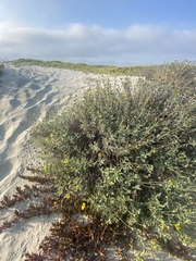 Helianthus niveus