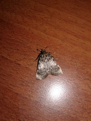 Aglossa pinguinalis