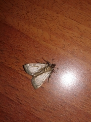 Aglossa pinguinalis