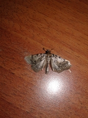 Aglossa pinguinalis