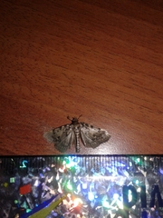 Aglossa pinguinalis