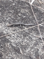 Gongylomorphus bojerii