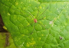 Leiobunum politum