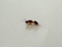 Camponotus arrogans