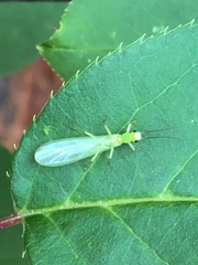 Alloperla