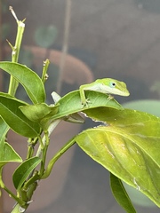 Anolis carolinensis