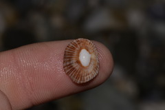 Siphonaria funiculata