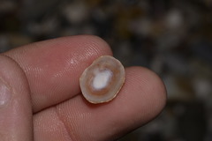 Siphonaria funiculata