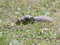 Sciurus carolinensis pennsylvanicus