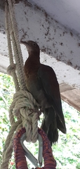 Patagioenas