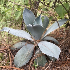 Agave guadalajarana