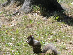 Sciurus carolinensis pennsylvanicus