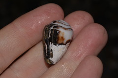 Conus chaldaeus