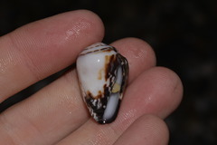 Conus chaldaeus