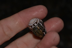 Conus chaldaeus