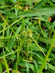 Cyperus hortensis